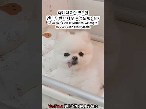 떼쓰는 강아지 치료받게 하는 방법 ❤️ (쥬리)