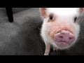 Mini Pig Oinking Sounds