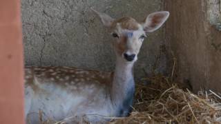 Rescued from Gaza: the deer who lost her fawn.