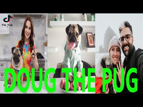 Doug The Pug TikTok Compilation (JANUARY-APRIL 2020)