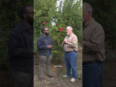 Explore the @pomwonderful orchard