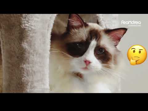 🔥 Feandrea Kratzbaum: Lohnt sich der Katzenbaum? 🔥