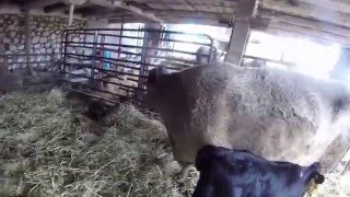Cow learning to adopt a calf