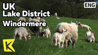 【K】UK Travel-Lake District[영국 여행-레이크 디스트릭트]레이크 디스트릭트, 윈더미어/Windermere/Peter Rabbit/Beatrix Potter