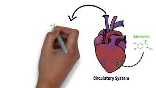 How Does Stress Affect Your Body?