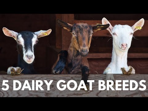 , title : '5 Breeds of Dairy Goats for your Homestead'