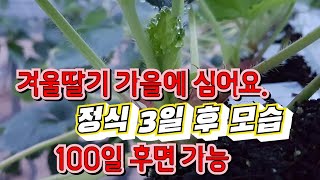 전라북도 스마트팜 김제딸기체험농장 딸기정식 3일 후 딸기에 상태와 하우스 환경관리법
