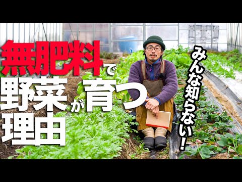 イラクサ肥料の作り方：無害な天然肥料から恩恵を受けるレシピは何ですか？  庭園