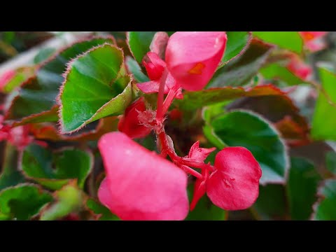 begonia flower care tips.बेगोनिया फूल हेरचाह सुझावहरू(Pranita's garden)