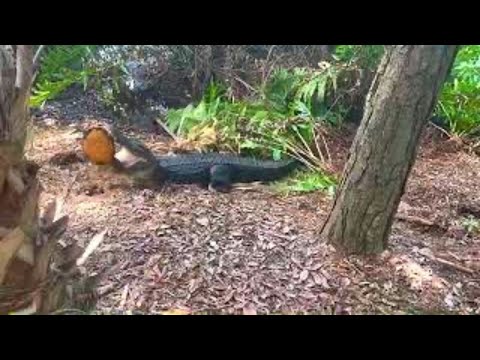 ワニが大量のカメを一口で食べる!!