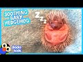 Relax With A Baby Hedgehog | Dodo Kids