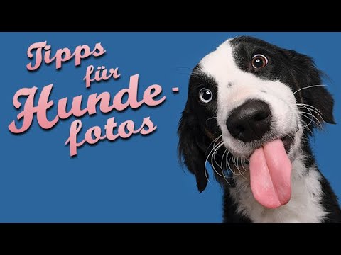 Tipps für eure Hundefotografie ft. Elke Vogelsang