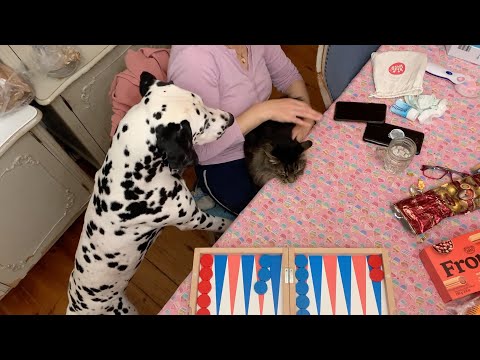 Cat vs Dog #cat #dog #dalmatiandog #2024 #youtubevideos #catdog #xoxo #fly #exotics #indoor #touch