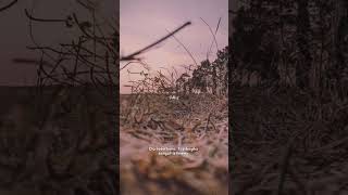 Download lagu Do'aku Untukmu Sayang - Wali #wali #doaku #story #storywa #shortvideo #shorts #music #short mp3