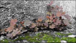 8   The Walls And Windows   Aceyalone   A Book Of Human Language