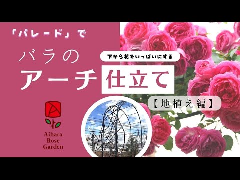 園芸 バラの茂みをアーチ状にして、より多くの花を咲かせましょう