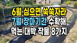 6월에 심으면 쑥쑥 자라 7월 장마 기간 수확해 먹는 대박 작물 8가지