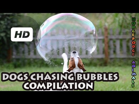 Dogs Chasing Bubbles Compilation