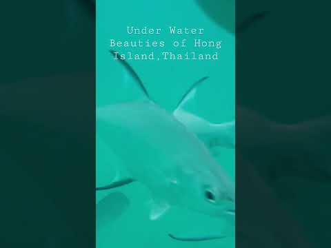 #youtube#shorts#beach#snorkeling#fish#fishworld#animallover#underwater#lagoon#islands#travel#explore