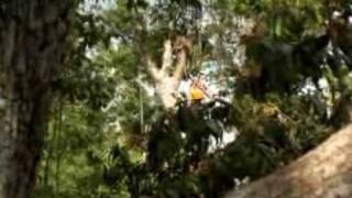 preview picture of video 'Extreme Canopy Adventure Zip Lines Tours Selvatica1'