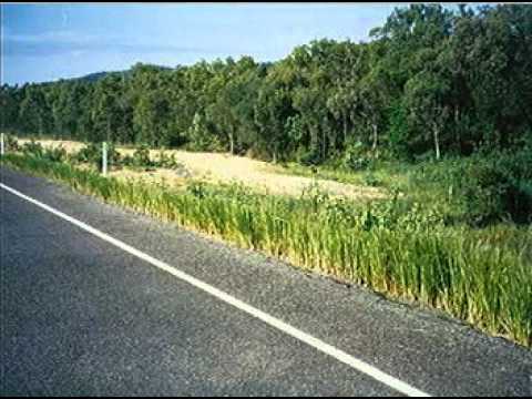 Bioingeniería Vetiver | BIOINGENIERÍA