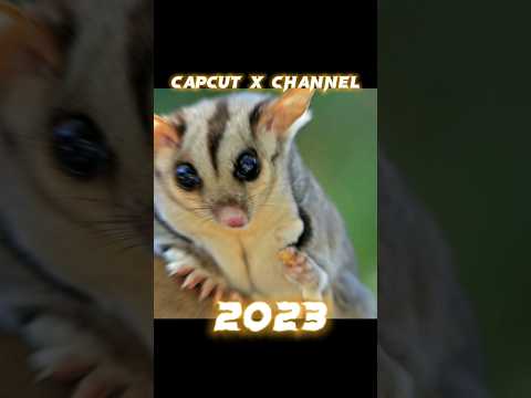 2023 sugar glider 🦎 vs 5000 BCE sugar glider 🦎🦎 ll capcut x channel ll #nature #sugar