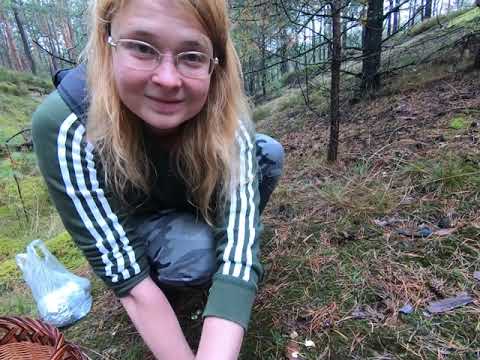 Gąska zielonka (zieleniatka)