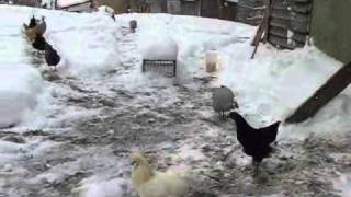 preview picture of video 'Chickens in the winter...'