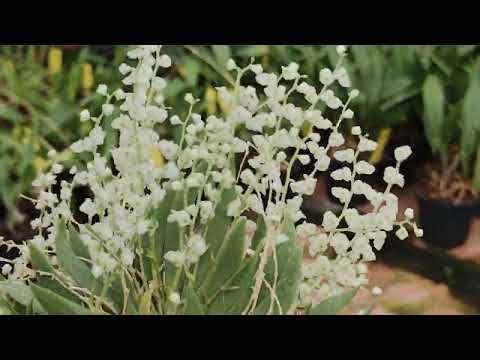 LE ORCHIDEE DEGLI SCEMI: Ornithocephalus manabinus, una microorchidea spettacolare