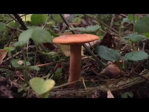 Deepmix Moscow - Izhevski - Cartoon Studio: To Smile And Breath