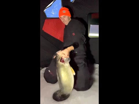 What a GIANT Walleye! #icefishing #fishing #walleye