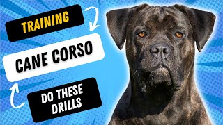 3 TRAINING TIPS YOU DIDNT KNOW YOU NEEDED FOR YOUR CANE CORSO