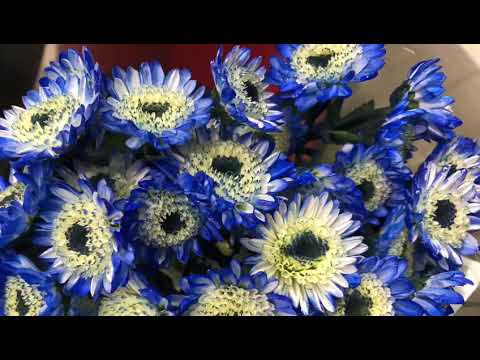 “Life is the flower for which love is the honey.”