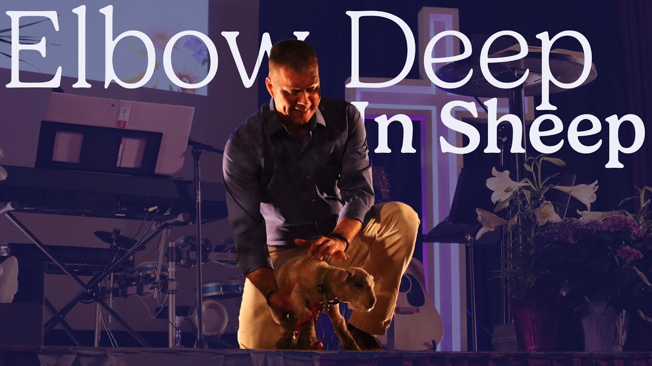 Elbow Deep in Sheep