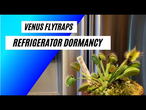 Venus Flytrap Care - Refrigerator Dormancy Method