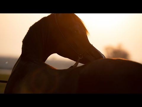 ZEYMAH E’THANYA - (Shayan de Magnifique x Zennyatta), 2022 Filly