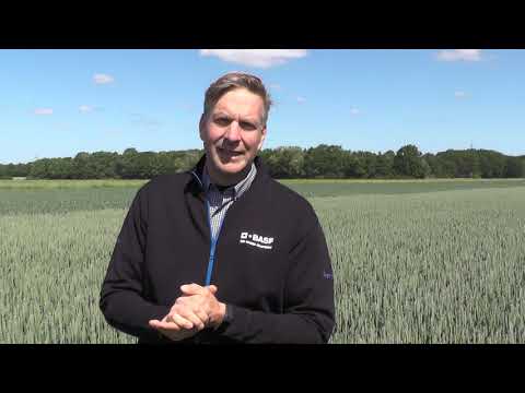 Einsatz von Osiris zur Absicherung im Weizen