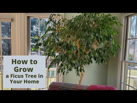 , title : 'How to Care for a Ficus Tree in Your Home