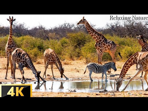 4K African Wildlife - Arusha National Park,Tanzania - Real Sounds of Africa - 4K Video Ultra HD