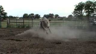 849 2yr old bucking bull, Ferguson Bucking Bulls
