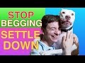 How To Teach Your Dog To STOP BEGGING SETTLE DOWN Right Now