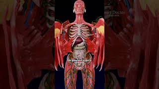 Download lagu Mengapa Jantung Wanita Berdetak Lebih Cepat | Yang Tersembunyi Lebih Luar Biasa ♀️✨ mp3