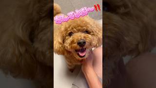 パパには強気の犬 #トイプードル #日常vlog #元気お届け #犬のいる暮らし #ご飯