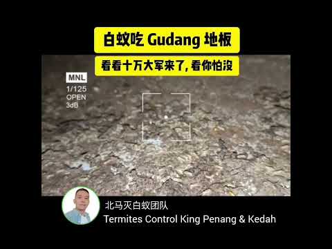 白蚁吃 Gudang 地板了
