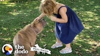 Sick Shelter Pit Bull Captures 2-Year-Old Girl&#39;s Heart | The Dodo Pittie Nation