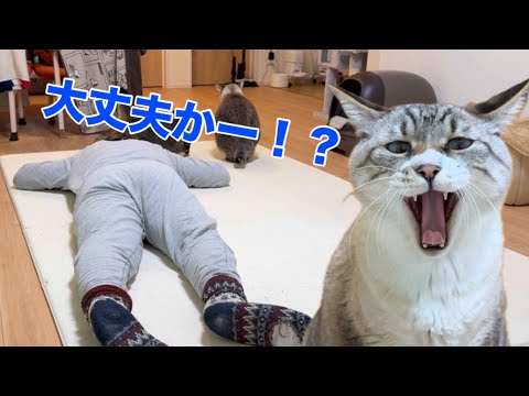 飼い主が突然倒れたら猫は心配するのか？衝撃の結末