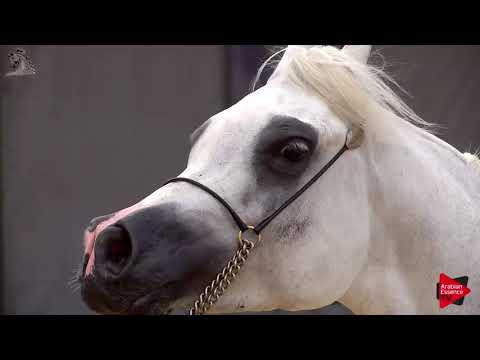 N.73 TF ESMERALDA - Menton 2018 - 4-6 Years Old Mares (Class 4)