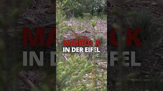 Die Jagd auf den Maibock in der Eifel 🌋 Teil 2 mit  ⁨@huntingtommes4713⁩