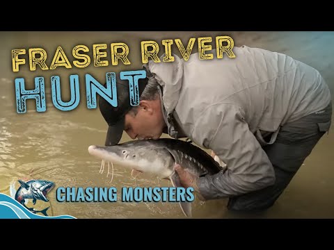 Fraser River Monster Hunt | Chasing Monsters