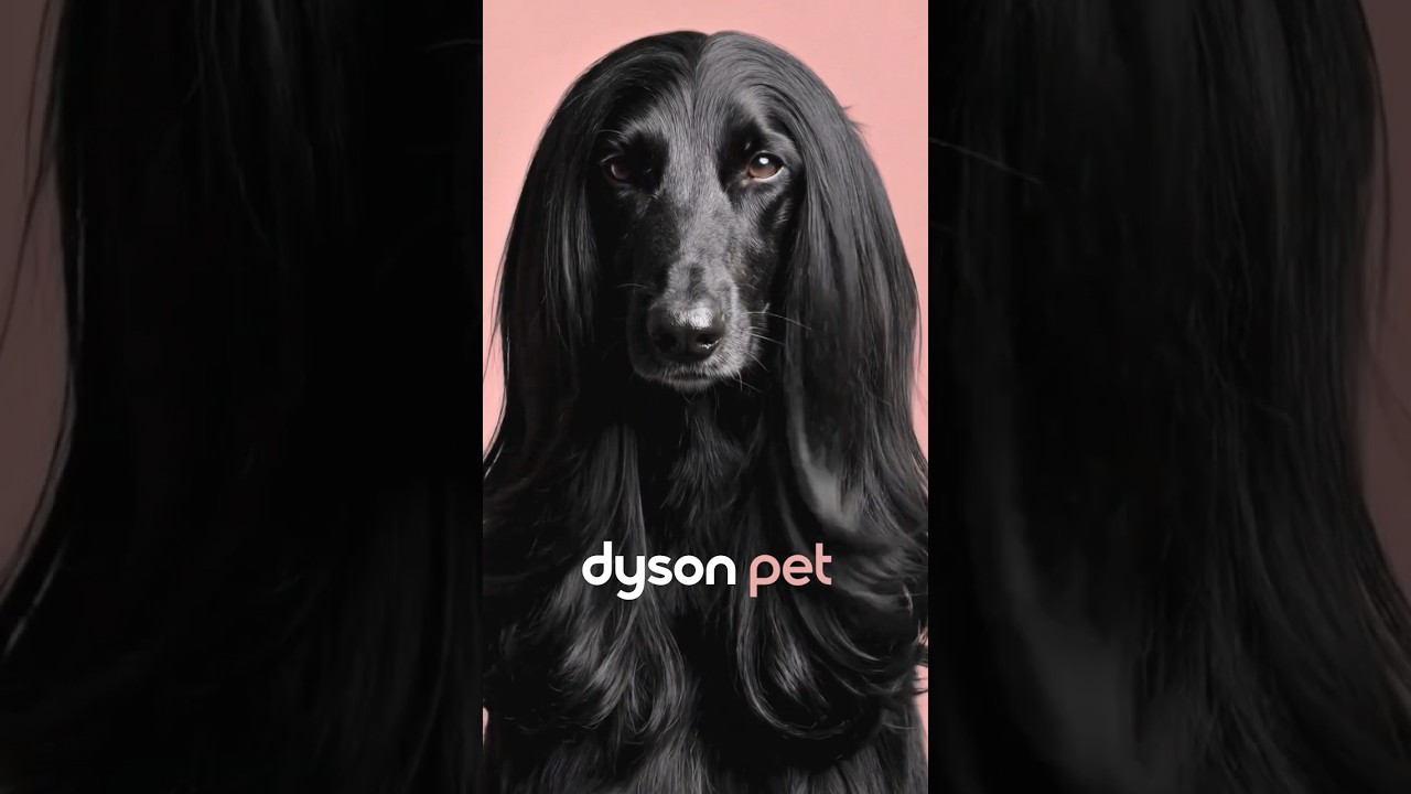 The Dyson Beauty Pet range. - YouTube